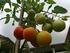 KAJIAN KEPUSTAKAAN. 2.1 Deskripsi Tomat (Lycopersicum esculentum mill) sementara sayuran adalah bagian daun, akar dan stem (batang) tanaman yang bisa
