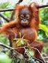 TINJAUAN PUSTAKA. Bio-ekologi Orangutan. Klasifikasi dan Morfologi