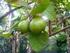 I. PENDAHULUAN. Buah jambu biji (Psidium guajava L.) merupakan salah satu produk hortikultura.