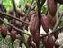 Kakao (Theobroma cacao L.) merupakan salah satu komoditas. berbunga dan berbuah sepanjang tahun, sehingga dapat menjadi sumber
