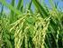 I. PENDAHULUAN. Padi (Oryza sativa L.) merupakan tanaman penghasil beras yang menjadi
