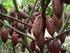 Teknis Budidaya Tanaman Kakao Ramah Lingkungan Dengan Teknologi Bio~FOB