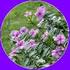 DETEKSI ALKALOID DALAM KALUS DAUN TAPAK DARA (Catharanthus roseus, [L] G. Don) DENGAN PERLAKUAN KOMBINASI HORMON NAA dan FAP PADA KULTUR IN VITRO