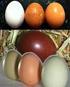 Pengenalan Telur Berdasarkan Karakteristik Warna Citra Yustina Retno Wahyu Utami 2)