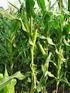 II. TINJAUAN PUSTAKA. Tanaman jagung (Zea mays L.) merupakan tanaman semusim yang termasuk