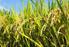 II. TINJAUAN PUSTAKA. Tanaman padi dapat hidup baik di daerah yang berhawa panas dan banyak