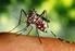 I. PENDAHULUAN. Demam Berdarah Dengue (DBD) atau Dengue Hemorrhagic Fever (DHF)