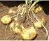UJI KETAHANAN BEBERAPA NOMER KENTANG (Solanum tuberosum Linn.) TERHADAP SERANGAN NEMATODA SISTA KENTANG (Globodera rostochiensis Woll.