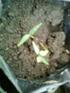 KAJIAN PERKECAMBAHAN DAN PERTUMBUHAN BIBIT BIJI BOTANI BAWANG MERAH (Allium ascalonicum L.) PADA BEBERAPA MACAM MEDIA
