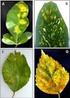 ABSTRACT EFFECTS OF LIME LEAF ETHANOL EXTRACT (CITRUS AURANTIFOLIA) AS OF LARVASIDE