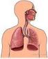 PENDAHULUAN. hidung sampai alveoli. ISPA terdiri dari bukan pneumonia, pneumonia, dan