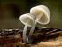 BAB I PENDAHULUAN. Jenis jamur itu antara lain jamur kuping, jamur tiram, jamur shitake.