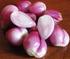 Efek Bawang Putih (Allium sativum Linn) Terhadap Penurunan Tekanan Darah