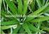 UJI EFEKTIFITAS EKSTRAK LIDAH BUAYA ( Aloe vera L.) TERHADAP PENYEMBUHAN LUKA SAYAT PADA MENCIT JANTAN ( Mus muscullus ) GALUR Swiis