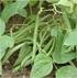 I. PENDAHULUAN. Kacang buncis (Phaseolus vulgaris L.) merupakan tanaman sayuran polongan