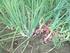 BAB I PENDAHULUAN. Bawang merah (Allium ascalonicum L) family Lilyceae yang berasal