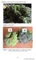 Gambar 2. Perbedaan Sampel Brokoli (A. Brokoli yang disimpan selama 2 hari pada suhu kamar; B. Brokoli Segar).