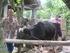 Efisiensi reproduksi sapi perah PFH pada berbagai umur di CV. Milkindo Berka Abadi Desa Tegalsari Kecamatan Kepanjen Kabupaten Malang