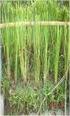 VETIVER Rumput Perkasa Penahan Erosi
