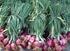 PERTUMBUHAN DAN PRODUKSI BAWANG MERAH (Allium ascalonicum L.) DENGAN PEMBERIAN VERMIKOMPOS DAN URINE DOMBA ABSTRACT