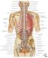 SPINAL CORD & PERIPHERAL NERVE