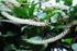 TAHAP TAHAP PERKEMBANGAN TAWON KEMIT (Ropalidia fasciata) YANG MELIBATKAN ULAT GRAYAK (Spodopteraa exigua)