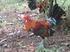 TINJAUAN PUSTAKA. dari hasil domestikasi ayam hutan merah atau red jungle fowls (Gallus gallus) dan