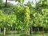 BAB I PENDAHULUAN. tropis terutama di Indonesia, tanaman nangka menghasilkan buah yang