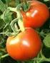 PENDAHULUAN. Tomat (Solanum lycopersicum syn. Lycopersicum esculentum) adalah. sambal, jus buah, dan sebagai produk olahan tomat. Buah tomat (Solanum