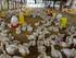 Respon Pertumbuhan dan Efisiensi Produksi Ayam Broiler yang Mendapat Perlakuan Perbedaan Frekuensi Penaburan Zeolit pada Alas Litter