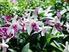 RESPONS PERTUMBUHAN TANAMAN ANGGREK (Dendrobium sp.) TERHADAP PEMBERIAN BAP DAN NAA SECARA IN VITRO