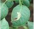 TEKNOLOGI PENGENDALIAN LALAT KOROK DAUN KENTANG (Liriomyza huidobrensis) RAMAH LINGKUNGAN. Irmansyah Rusli