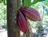 TINJAUAN PUSTAKA. Tanaman kakao ( Theobroma cacao L.) berasal dari hutan-hutan tropis di