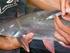 Ikan patin jambal (Pangasius djambal) Bagian 1: Induk kelas induk pokok (Parent stock)
