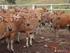 TINJAUAN PUSTAKA. Populasi sapi bali di Kecamatan Benai sekitar ekor (Unit Pelaksana