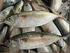 TINJAUAN PUSTAKA. Sistematika dari ikan kembung adalah : : Tunicata (Urochordata) : Scomber kanangurta