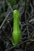 Keanekaragaman Tanaman Kantong Semar (Nepenthes spp.) di UIN SUSKA Riau Pitcher Plant (Nepenthes spp) Diversity in the UIN SUSKA RIAU
