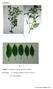 A : Tanaman ceplukan (Physalis minima L.)