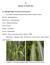 II TINJAUAN PUSTAKA. Rumput Raja (Pennisetum purpuroides) dapat dilihat. pada Gambar 1. Gambar 1. Morfologi Rumput Raja (Pennisetum purpuroides)