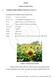 BAB II TINJAUAN PUSTAKA. A. Tumbuhan Bunga Matahari (Helianthus annuus L.)