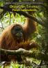 Informasi singkat tentang jenis primata baru khas Sumatera. Orangutan Tapanuli. Pongo tapanuliensis. Jantan dewasa Orangutan Tapanuli Tim Laman