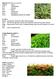 Lili paris ( Chlorophytum comosum Landep (Barleria prionitis L.) Soka(